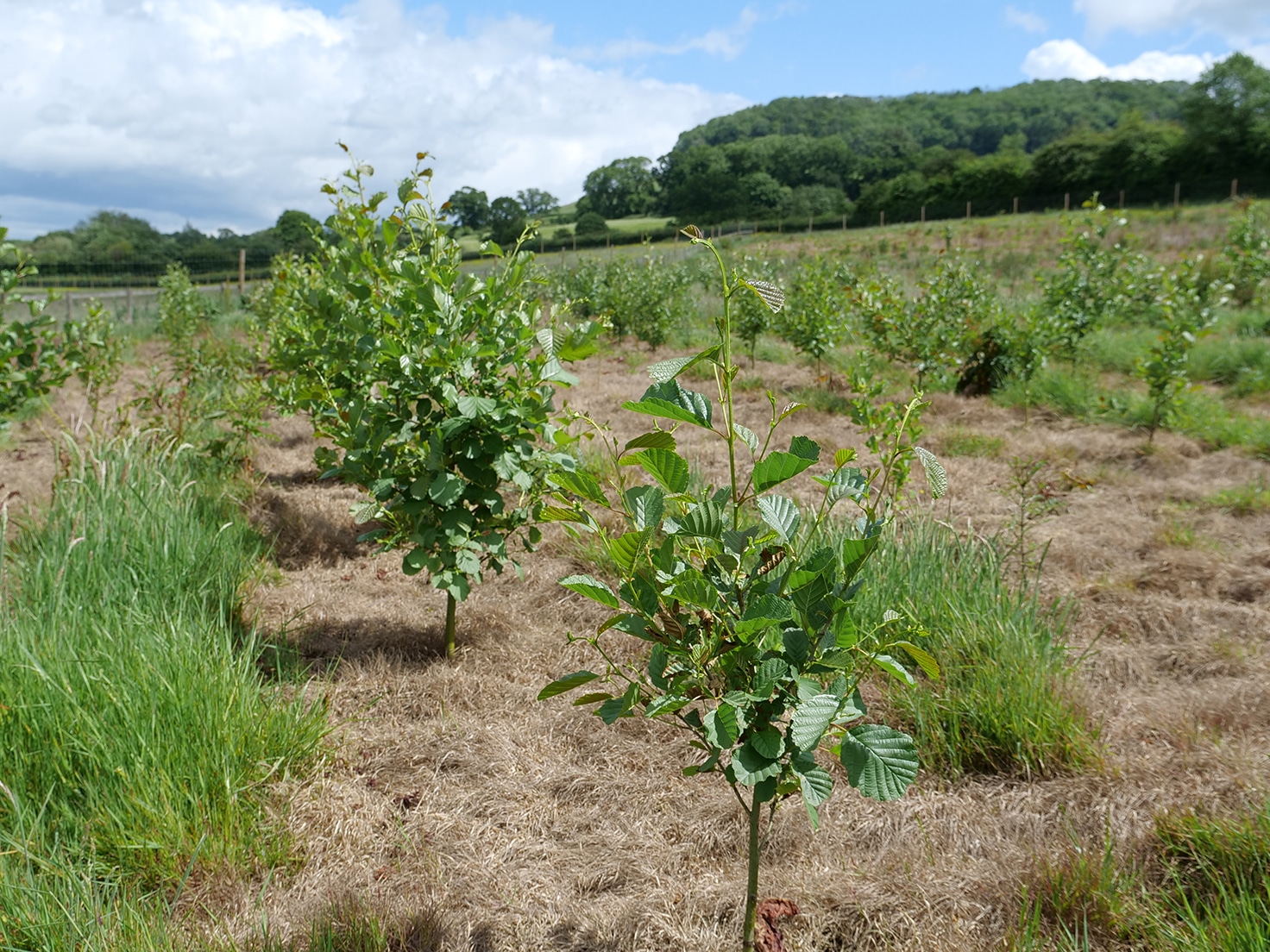 Trees02 copy