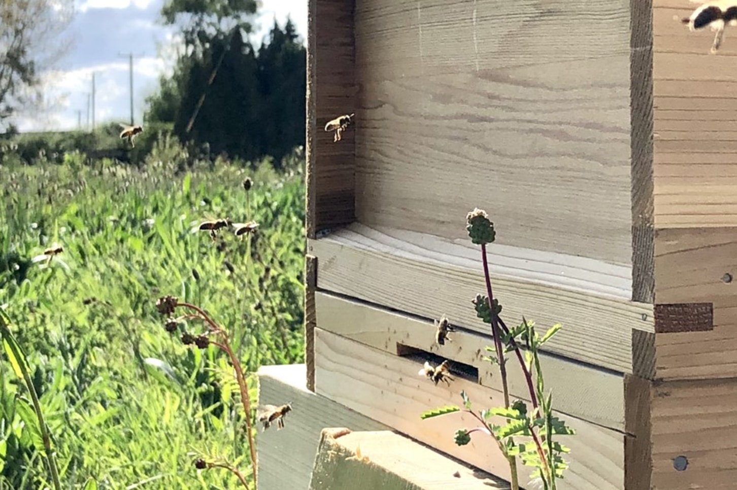 Bee Hives Bee Hives