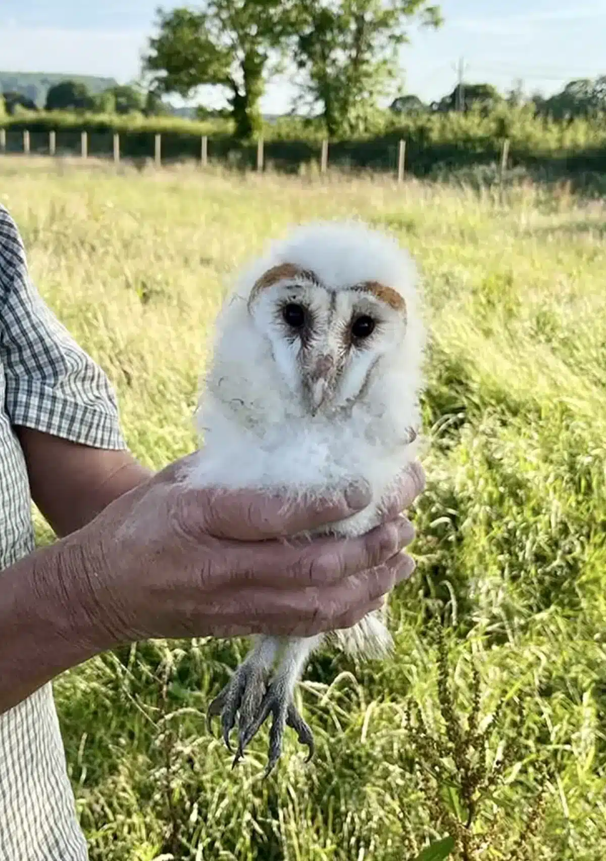 Baby Barn Owl Baby Barn Owl