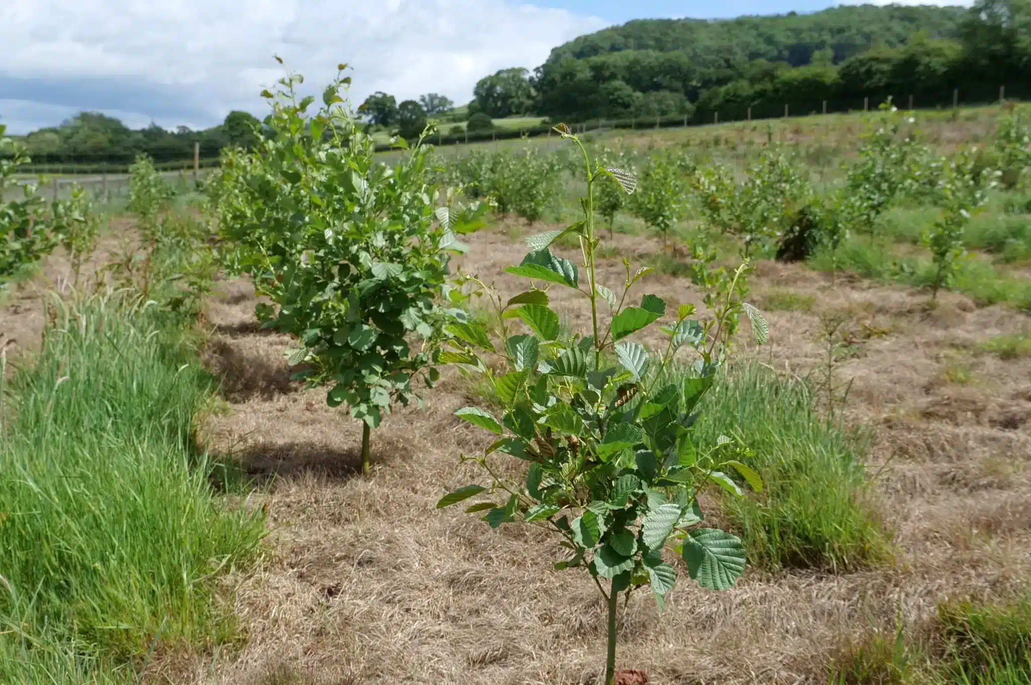 Planting trees as part of the Everhot rewilding project Planting trees as part of the Everhot rewilding project