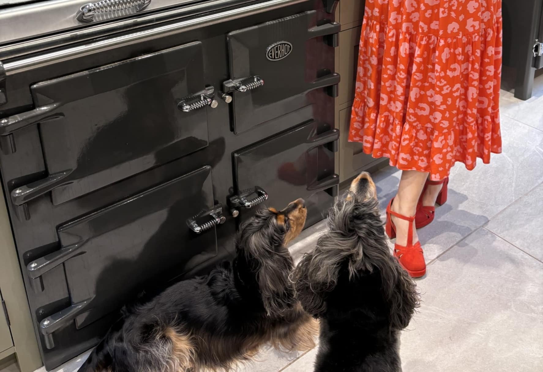 Two cocker spaniels in front of an Everhot cooker